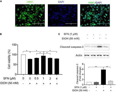 Sulforaphane Protects Against Ethanol-Induced Apoptosis in Human Neural Crest Cells Through Diminishing Ethanol-Induced Hypermethylation at the Promoters of the Genes Encoding the Inhibitor of Apoptosis Proteins